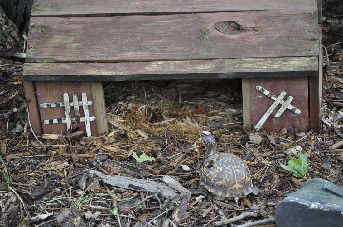 Box Turtle Habitats,How To Grow Cilantro From Grocery Store